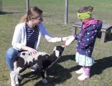 Ein Fläschchen für Emma das Lämmchen! 