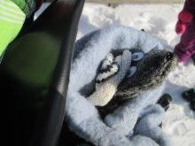 Fexi, warm eingepackt im Rucksack.