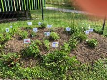 Kräuterhügel im Garten