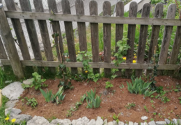 Ab ins Beet! Foto:Karin Rieger