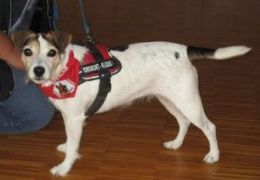 Therapiehund Angi Foto: Ch. Rosner