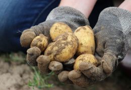 Foto: Pixabay 172200