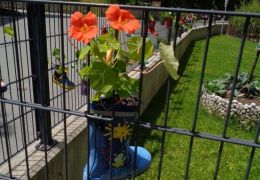 Belebter Zaun Foto: KG Bramberg