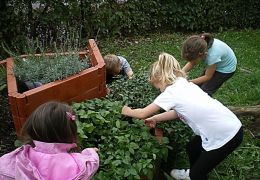 Die Kinder beim Ernten an der Kräuterschnecke.