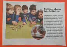 Zeitungsbericht Wachteln Foto: Michaela Meisl