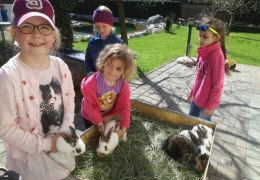 Hasen zum Anfassen Foto: Andrea Mittermayr