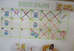 Kükenbrüterei Foto: Eveline Kreyca alles nach Plan