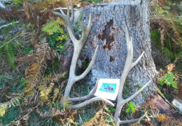 Foto: Barbara Schnell Das Hirschgeweih