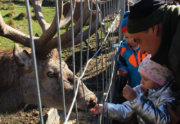 Wildgehege FOTO: Sandra Höller