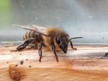 Foto: KG Nicole Riepler