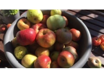 So frische und knackige Äpfel schmecken Groß und Klein!, Foto:Eva Stangl