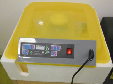 Ein Brutkasten im Kindergarten Foto: Ingrid Vordermaier