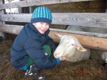 David hat schon ein Lieblingsschaf gefunden Foto: KG St.Gilgen