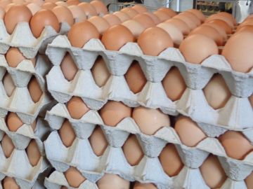 KG Wagrain: Die Hühner sind los!