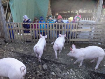 Die Nachbarschweine Foto: KG St.Gilgen