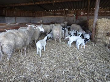 Im Schafkindergarten Foto: KG St.Gilgen