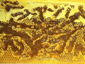 Die ausgeschleckte Bienenwabe