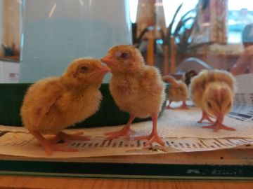 Wachteln Foto: Michaela Meisl