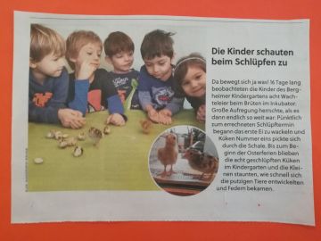 Zeitungsbericht Wachteln Foto: Michaela Meisl