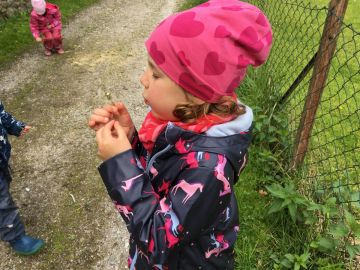 Löwenzahn, Foto:Daniela Zambelli