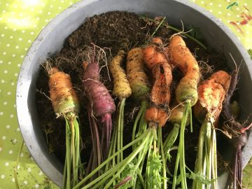 Unsere bunten Karotten waren eine große Überraschung beim Ernten!, Foto: Eva Stangl