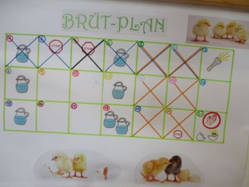 Kükenbrüterei Foto: Eveline Kreyca alles nach Plan