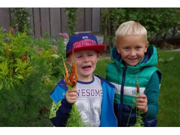 Karottenernte macht Spaß!