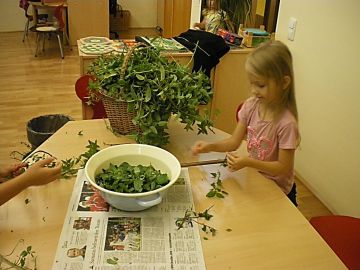 Die Kräuter werden von den Stängeln gezupft.