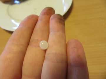 Wir haben Schneckeneier im Terrarium gefunden !! Foto: Julia Trauntschnig