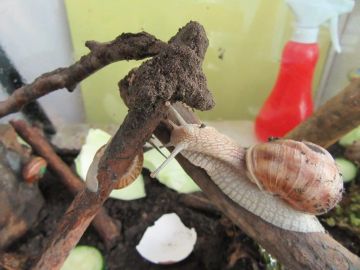 Foto: Julia Trauntschnig Unsere Schnecken