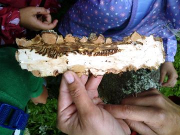 Waldtag - beim Jägersee